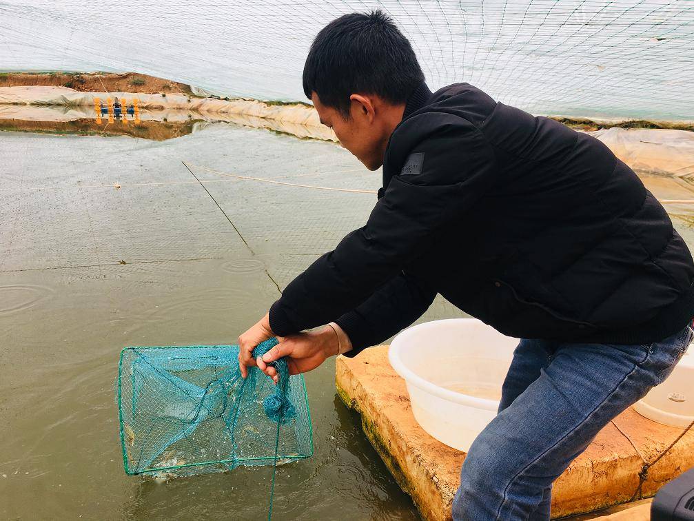 稀奇！淡水养海鲜！攀枝花本土养殖“南美白对虾”即将上市