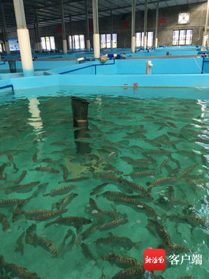海鱼鱼苗可淡水养殖!海南银鼓鱼繁育研究获新突破