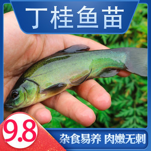 家庭版松鼠桂鱼制作秘诀 轻松做出酥脆鲜嫩的美味