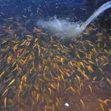 虹鳟鱼、三文鱼、金鳟鱼苗批发零售 淡水养殖的黄金选择