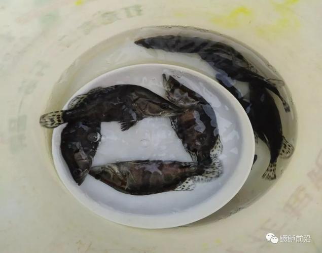 鳜鱼工厂化饲料养殖要点,案例及效益分析,值得借鉴!