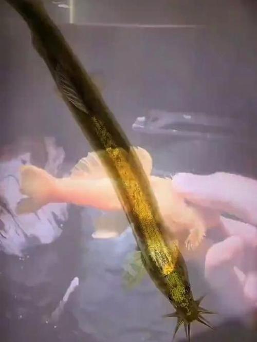 黄金泥鳅是淡水鱼品种,广泛养殖且营养丰富,受到很多养殖户和爱好者