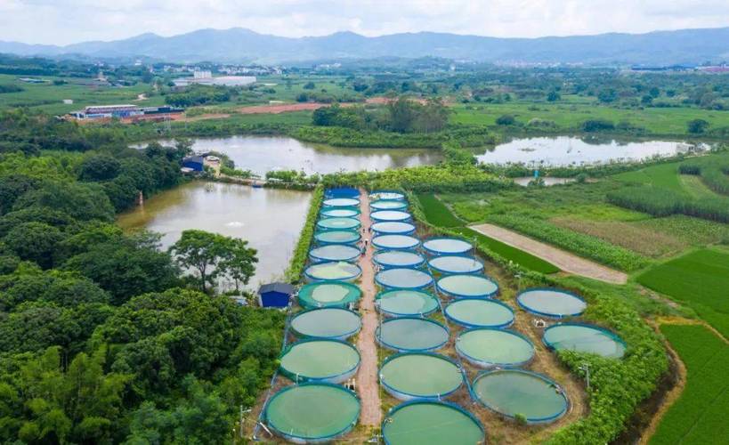 航拍伶俐镇的安胜淡水鱼养殖基地