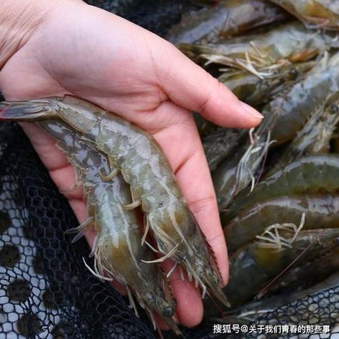 探秘东北淡水小糠虾养殖技巧