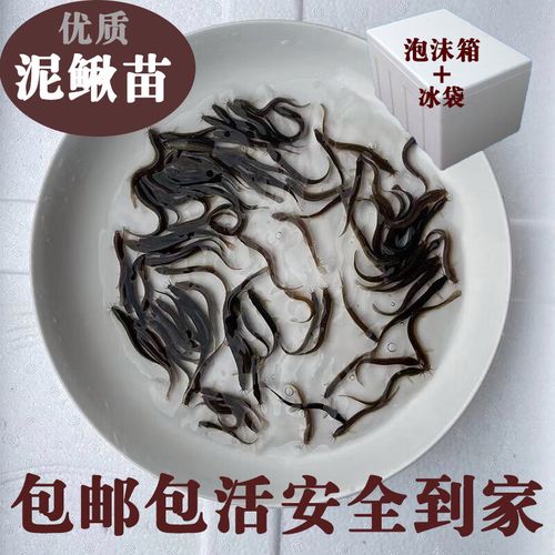 泷戈台湾泥鳅钓鱼苗本地青鳅金鳅新鲜活筏钓养殖淡水乌龟龙鱼宠物饲料